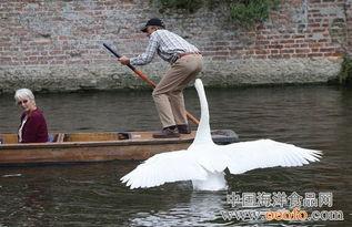 天鹅在线观看,云端共舞,探寻自然之美 第3张 天鹅在线观看,云端共舞,探寻自然之美 第3张